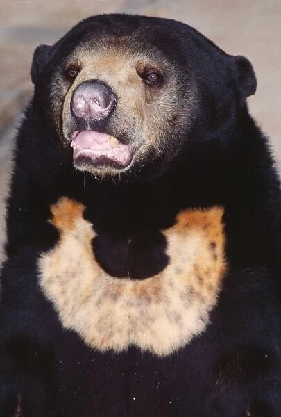 Malayan Sun Bear - Threatened Foreste of Southeast Asia