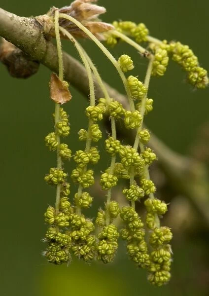 Male catkins of pedunculate (common) oak, spring