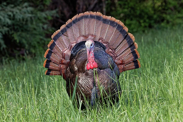 Male wild turkey in full breeding display. Great Smoky Mountains, National Park, Tennessee Date: 06-05-2021