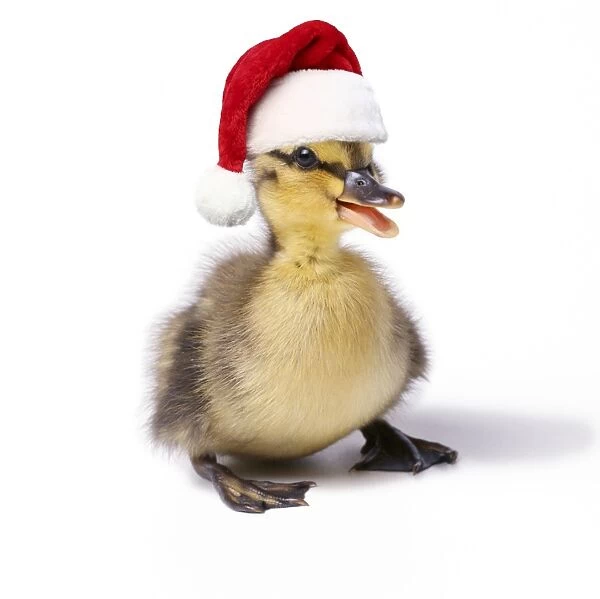 Mallard Duck duckling wearing Christmas hat Digital