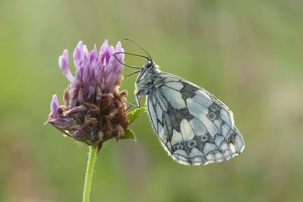 Marbled White Butterfly - resting on red clover in early morning sunshine - July - England