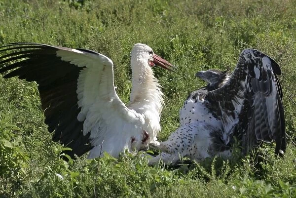 Martial Eagle - attacking White Stork - the fight lasted more than an hour but finally the Eagle was victorious - Ndutu area between Serengeti and Ngorongoro - Tanzania - Africa - Image series 1 of 4