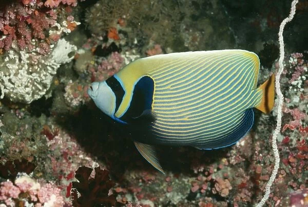 Masked  /  Emperor Angelfish VT 5541 Red Sea, Indo Pacific Pomacanthus imperator © Ron & Valerie Taylor  /  ardea. com
