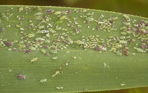 Mass of aphids, (Hyalopterus pruni) red and green phases, on common reed