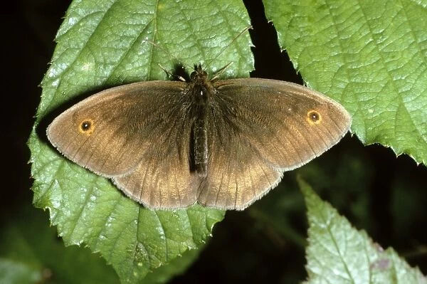 Meadow Brown Butterfly - male