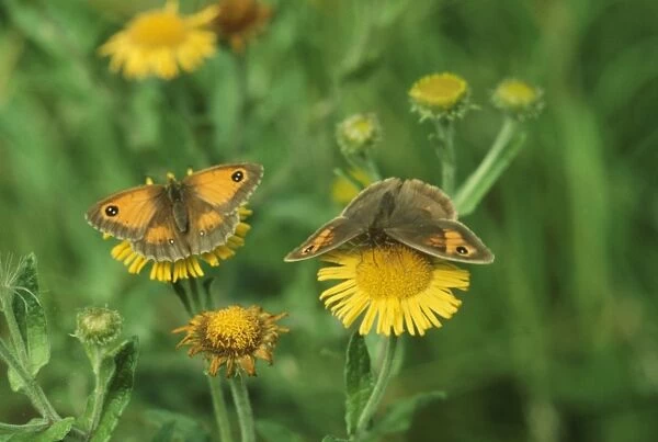 Meadow Brown and Hedge Brown Butterflies (Pyronia tithonus) - both female
