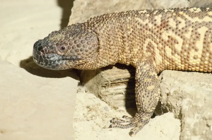 Framed Print : Mexican Beaded Lizard Print (Heloderma horridum)