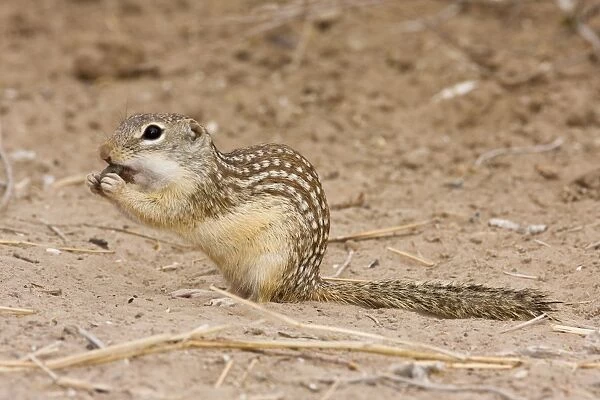 Mexican Ground Squirrel South Texas