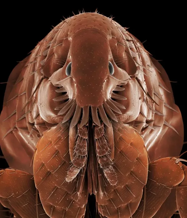 Framed Print : Cat Flea SEM Print, A4 size Framed Print : Cat Flea SEM Print, A4 size