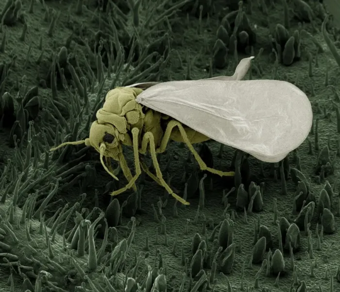 Framed Print : Whitefly SEM Print, A4 Size Framed Print : Whitefly SEM Print, A4 Size
