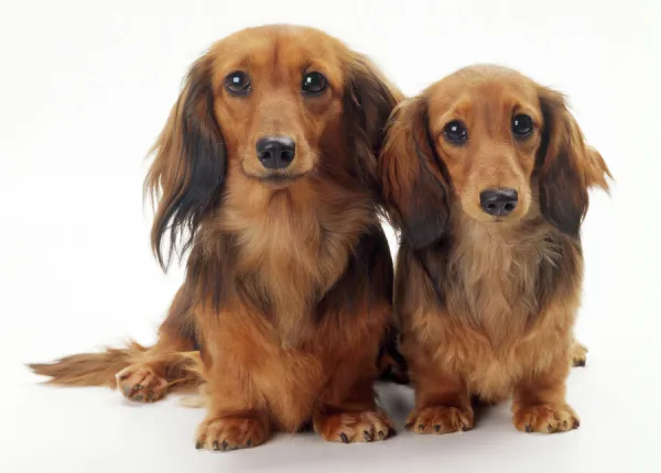 Miniature Long-haired Dachshund Dog