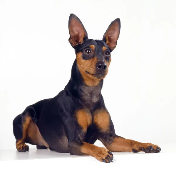 Miniature Pinscher Dog