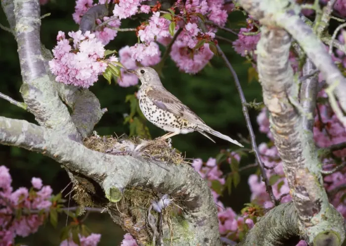 Framed Print : Mistle Thrush at Nest Print Framed Print : Mistle Thrush at Nest Print