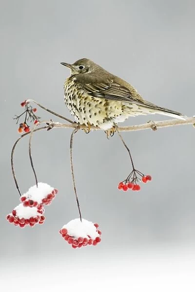 Mistle Thrush - perched on snow covered branch of Guelder Rose bush, winter, Lower Saxony, Germany
