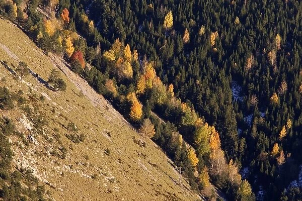 Mixed forest - in Autumn with Pine Poplar & Beech. Ordesa Valley - Spain