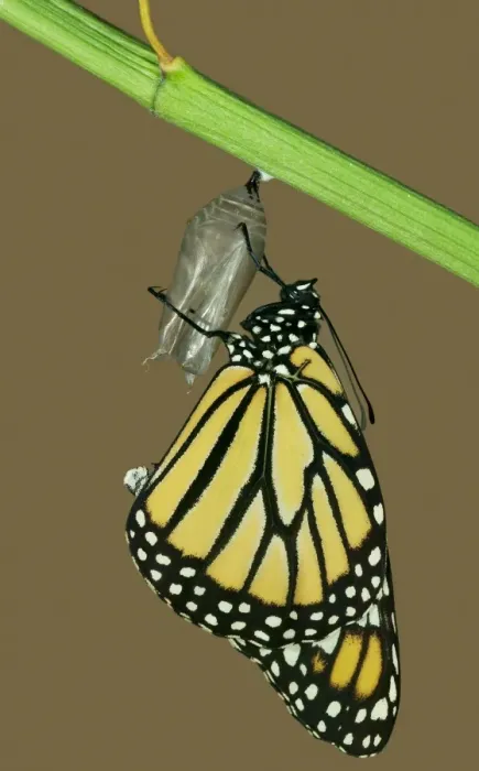 Framed Print : Monarch Butterfly Hatching Sequence Print Framed Print : Monarch Butterfly Hatching Sequence Print
