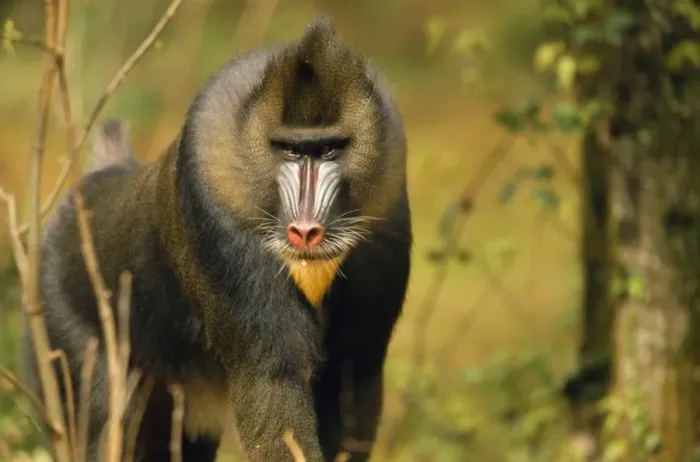 Framed Print : Mandrill Baboon Print, a detailed image of Mandrillus sphinx Framed Print : Mandrill Baboon Print, a detailed image of Mandrillus sphinx