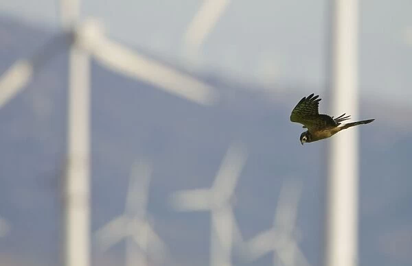 Montagu's Harrier - juvenile hunting for food amongst wind turbines - Tarifa - Andalucia - Spain - September