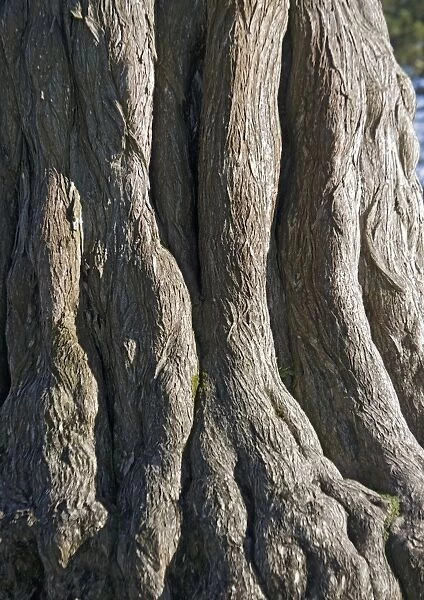 Monterey Cypress - widely planted, especially near coasts