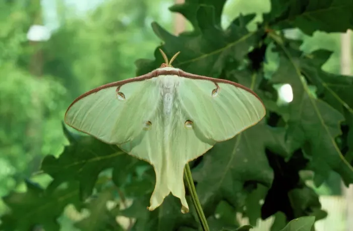 Framed Print : Moon Moth Print by Ardea Framed Print : Moon Moth Print by Ardea