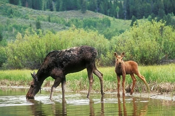 Moose Cow & calf. Wyoming, USA