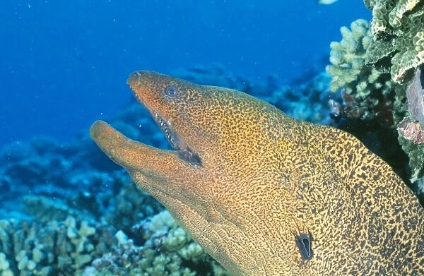 Moray Eel Polynesia