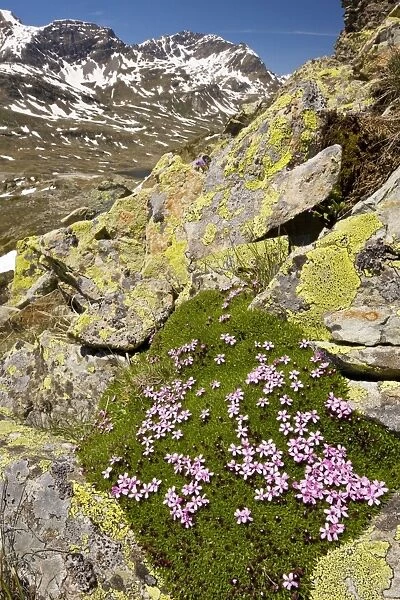 Moss Campion - dense alpine cushion plant. Swiss Alps