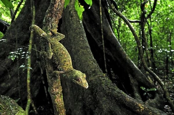 Mossy Leaf-tailed Gecko - Montagne d'Ambre National Park - Antsiranana - Northern Madagascar