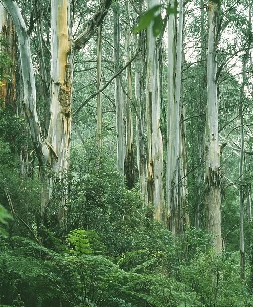 Mountain Ash Eucaluptus - Sherbrooke forest, Vivtoria, Australia