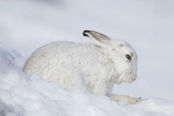 Mountain Hare winter 001, S-E Arndt