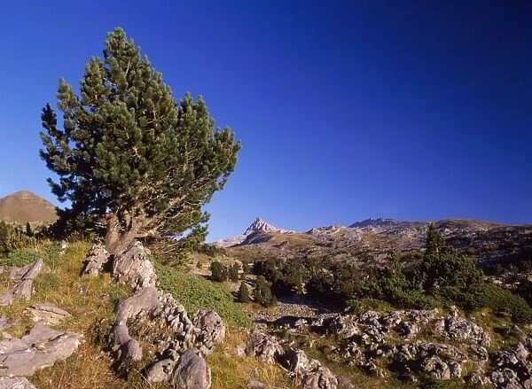 Mountain Pine - tree form of Pinus mugo Col De St. Pyrenees