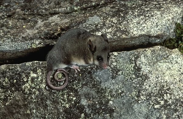 Mountain pygmy-possum (Burramys parvus). Kosciuszko