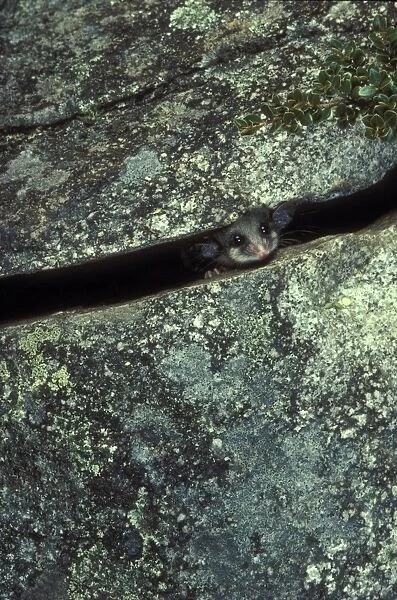 Mountain pygmy-possum (Burramys parvus) in crevice