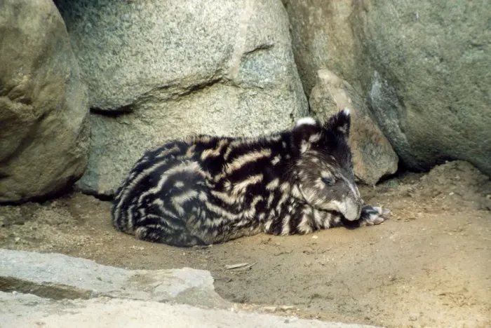 Framed Print : Mountain Tapir Print Framed Print : Mountain Tapir Print