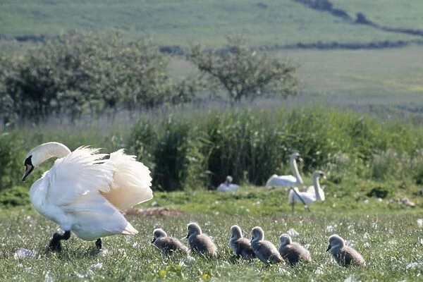 Mute Swan - with chicks in field - Abbotsbury