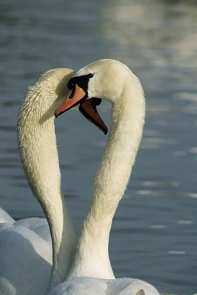 Mute Swan - Two together in a heart shape Slimbridge, Gloucestershire, UK BI006859