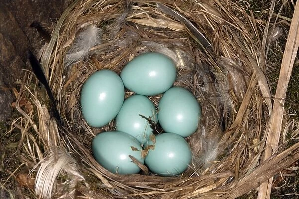 Nest and eggs of Common Redstart. Alsace, France