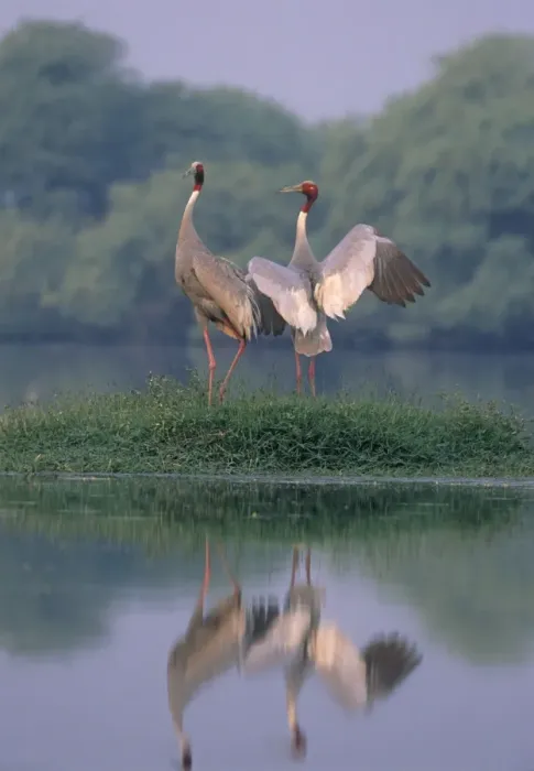 Framed Print : Indian Sarus Crane Nesting Pair Print