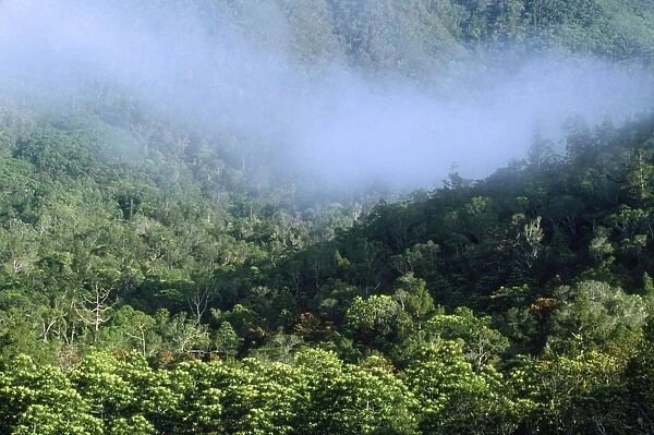 New Caledonia - Pacific Islands - Blue River Regional Park - remaining tropical rainforest habitat of the Kagu (Rhynochetos jubatus)