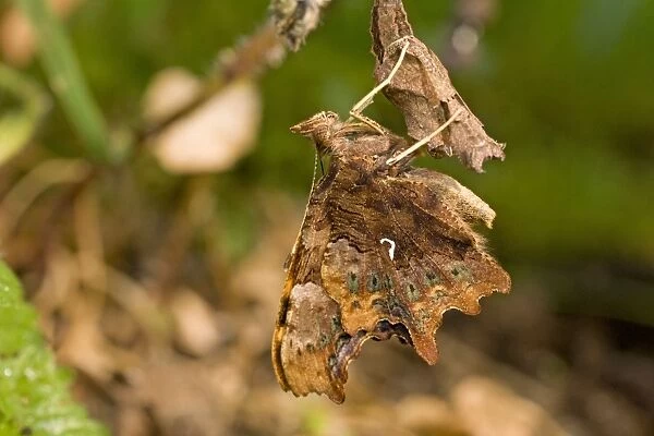 Newly emerged Comma Butterfly on pupal case. UK