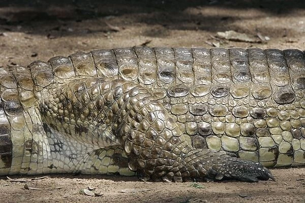 Nile Crocodile - close-up of skin and leg. Maasai Mara National Park - Kenya - Africa