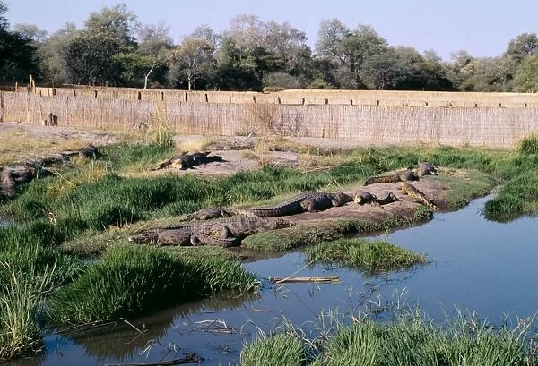 Nile Crocodiles - At Crocodile Farm Maun, Botswana, Africa
