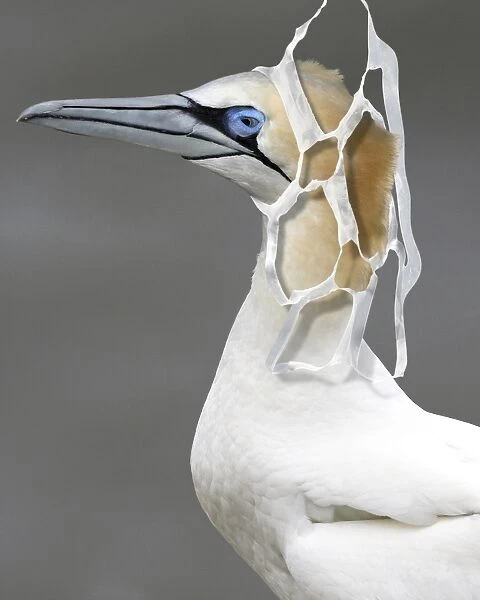 Northern Gannet head entangled in plastic six-pack ring #13231890