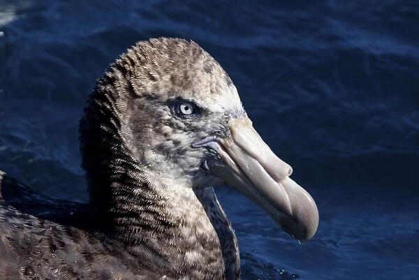 Northern Giant Petrels - on the water - offshore from Kaikoura - South Island - New Zealand
