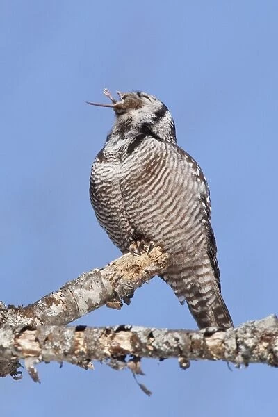 Northern Hawk Owl - on perch eating Meadow Vole - New Hampshire - USA - January