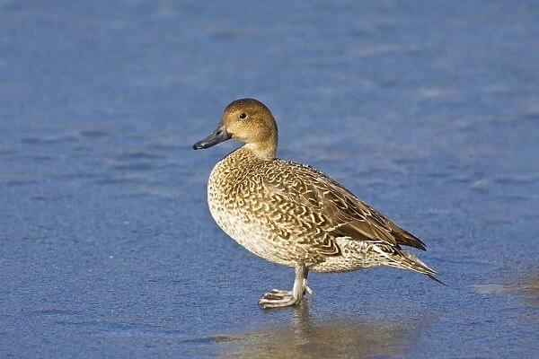 Northern Pintail - female in winter. Connecticut in January