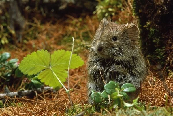 Northern Red-backed Vole - in search of food. Taiga Forest, Hadita near Salehard, North Russia