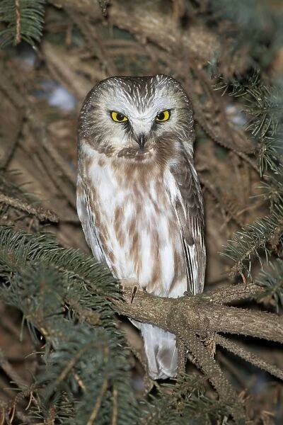 Northern Saw-whet Owl - in winter - CT - USA