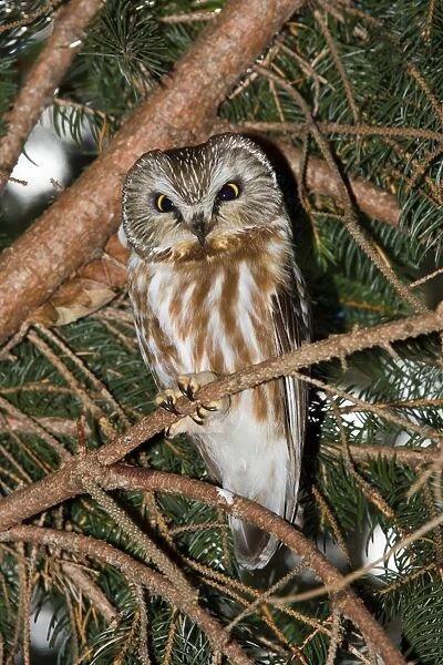 Northern Saw-whet Owl - in winter roost. February. Connecticut