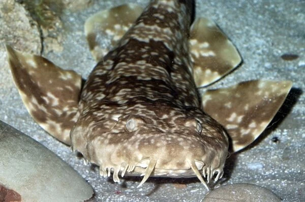 Northern Wobbegong Shark. Western Central Pacific and Australian waters
